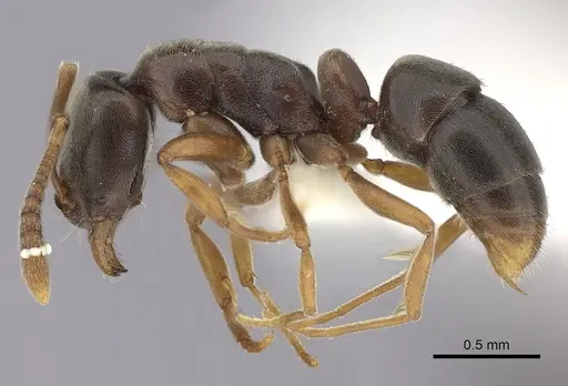 Hypoponera opaciceps specimen CASENT0260427 image casent0260427_3