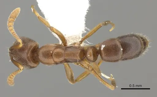 Hypoponera opaciceps specimen CASENT0260428 image casent0260428_1