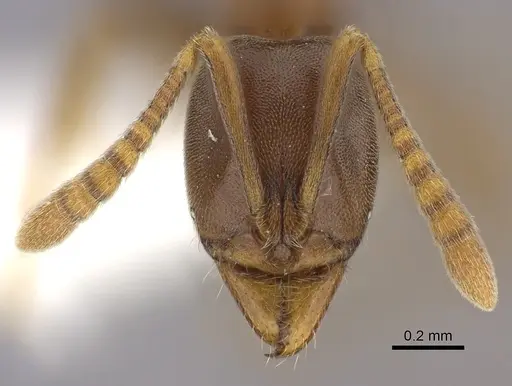 Hypoponera opaciceps specimen CASENT0260428 image casent0260428_2