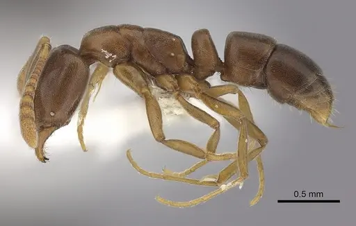 Hypoponera opaciceps specimen CASENT0260428 image casent0260428_3