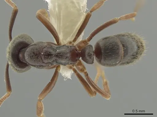 Hypoponera opaciceps specimen CASENT0635701 image casent0635701_1