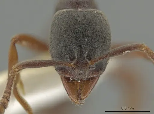 Hypoponera opaciceps specimen CASENT0635701 image casent0635701_2
