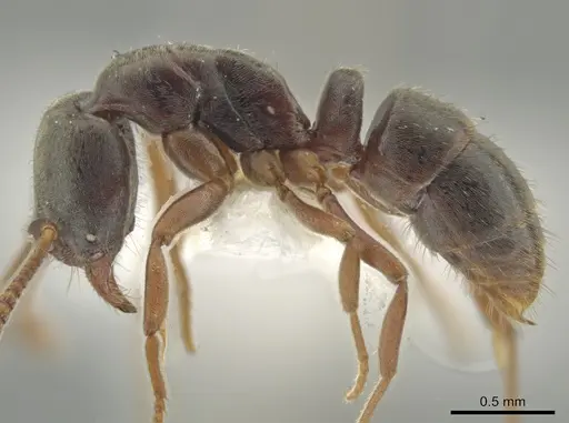 Hypoponera opaciceps specimen CASENT0635701 image casent0635701_3