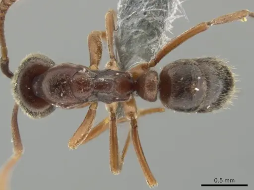 Hypoponera opaciceps specimen CASENT0647095 image casent0647095_1