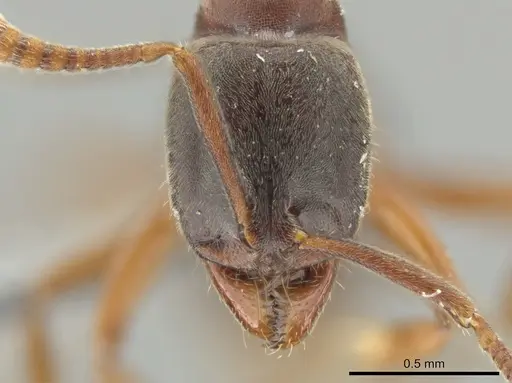 Hypoponera opaciceps specimen CASENT0647095 image casent0647095_2