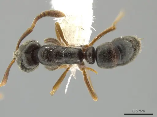 Hypoponera opaciceps specimen CASENT0650641 image casent0650641_1