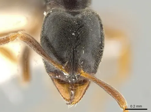 Hypoponera opaciceps specimen CASENT0650641 image casent0650641_2