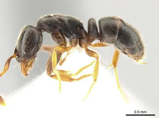 Hypoponera opaciceps specimen CASENT0650641 image casent0650641_3