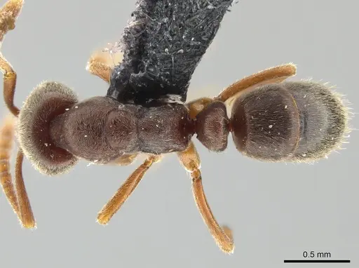 Hypoponera opaciceps specimen CASENT0650656 image casent0650656_1