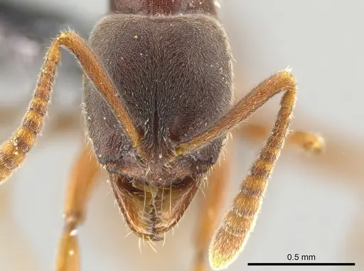 Hypoponera opaciceps specimen CASENT0650656 image casent0650656_2
