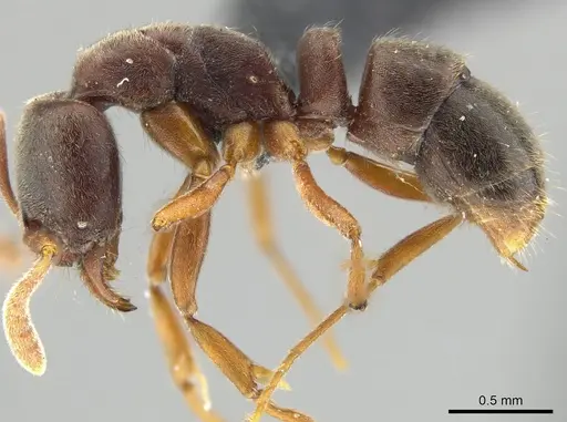 Hypoponera opaciceps specimen CASENT0650656 image casent0650656_3