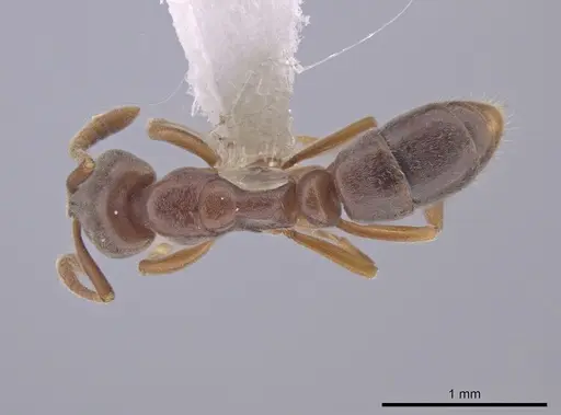 Hypoponera opaciceps specimen CASENT0654335 image casent0654335_1