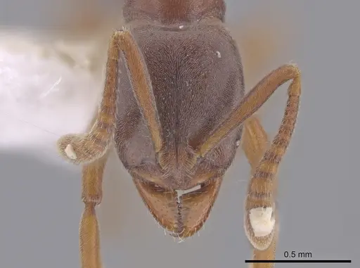 Hypoponera opaciceps specimen CASENT0654335 image casent0654335_2