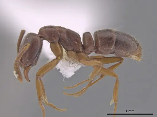Hypoponera opaciceps specimen CASENT0654335 image casent0654335_3