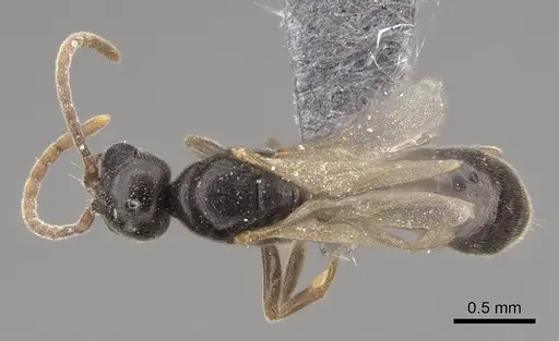 Hypoponera opaciceps specimen CASENT0724040 image casent0724040_1