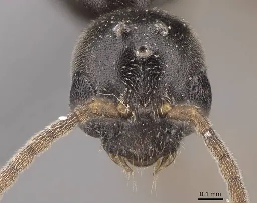 Hypoponera opaciceps specimen CASENT0724040 image casent0724040_2