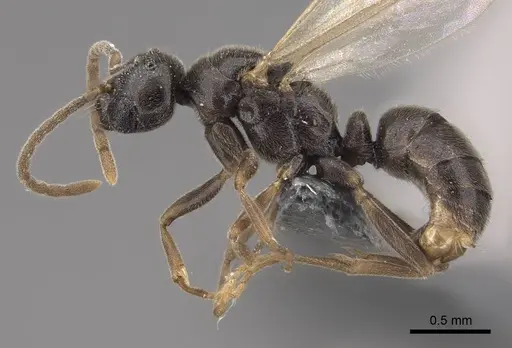 Hypoponera opaciceps specimen CASENT0724040 image casent0724040_3