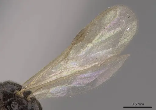 Hypoponera opaciceps specimen CASENT0724040 image casent0724040_4