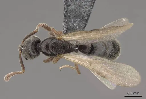 Hypoponera opaciceps specimen CASENT0724054 image casent0724054_1