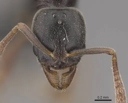 Hypoponera opaciceps specimen CASENT0724054 image casent0724054_2