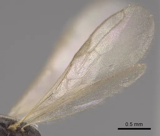 Hypoponera opaciceps specimen CASENT0724054 image casent0724054_4