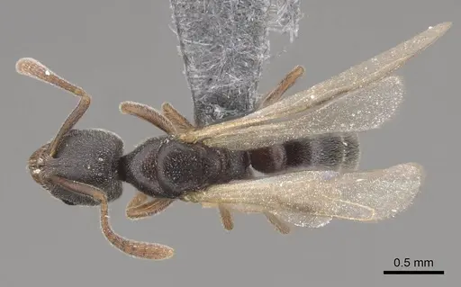 Hypoponera opaciceps specimen CASENT0724918 image casent0724918_1