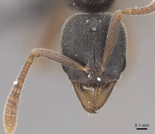 Hypoponera opaciceps specimen CASENT0724918 image casent0724918_2