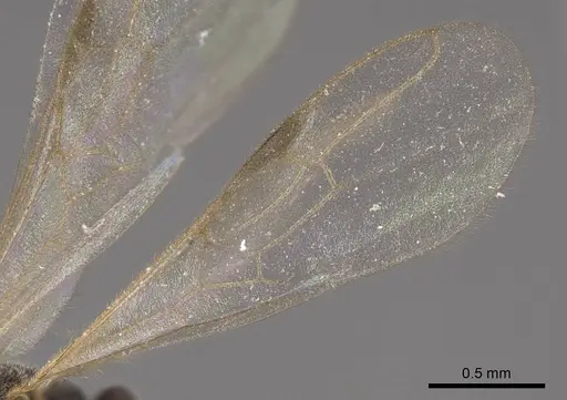 Hypoponera opaciceps specimen CASENT0724918 image casent0724918_4