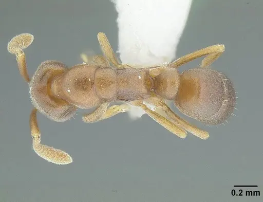 Hypoponera opaciceps specimen CASENT0732623 image casent0732623_1