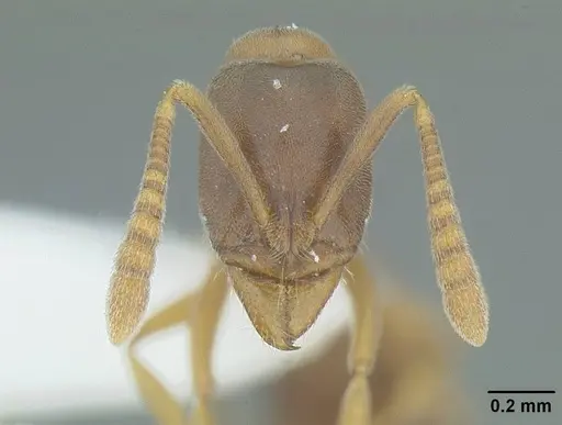 Hypoponera opaciceps specimen CASENT0732623 image casent0732623_2