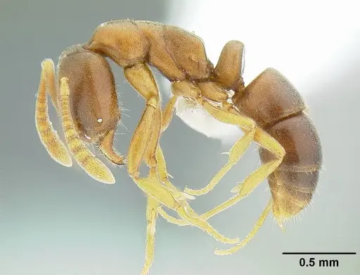 Hypoponera opaciceps specimen CASENT0732623 image casent0732623_3