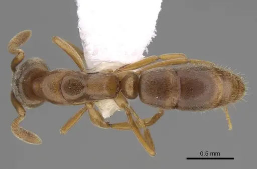 Hypoponera opaciceps specimen CASENT0843991 image casent0843991_1