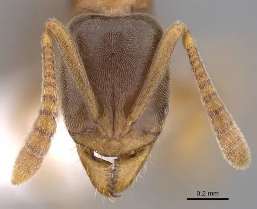 Hypoponera opaciceps specimen CASENT0843991 image casent0843991_2