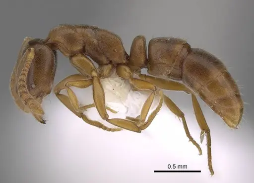 Hypoponera opaciceps specimen CASENT0843991 image casent0843991_3