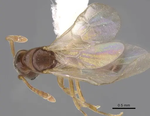Hypoponera opaciceps specimen CASENT0843992 image casent0843992_1