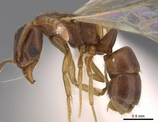 Hypoponera opaciceps specimen CASENT0843992 image casent0843992_3