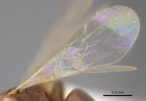 Hypoponera opaciceps specimen CASENT0843992 image casent0843992_4