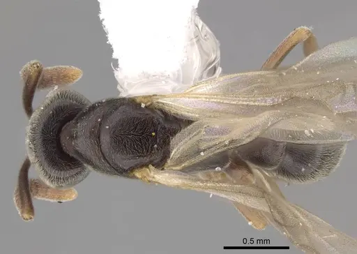 Hypoponera opaciceps specimen CASENT0843993 image casent0843993_1