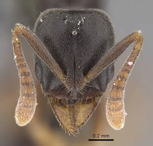 Hypoponera opaciceps specimen CASENT0843993 image casent0843993_2