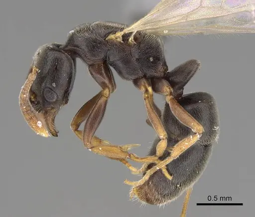 Hypoponera opaciceps specimen CASENT0843993 image casent0843993_3
