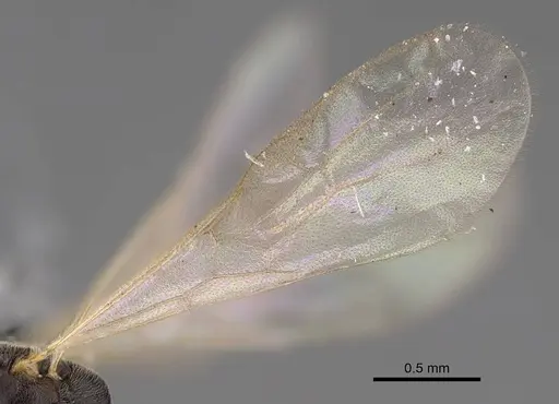 Hypoponera opaciceps specimen CASENT0843993 image casent0843993_4