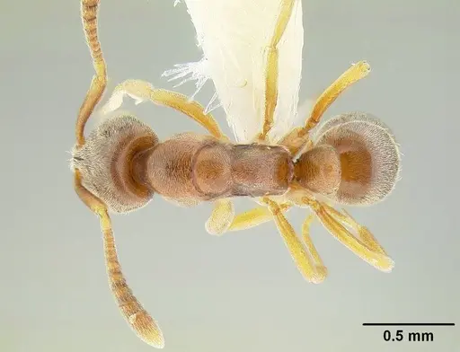 Hypoponera opaciceps specimen CASENT0844001 image casent0844001_1