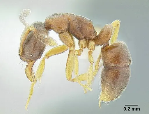 Hypoponera opaciceps specimen CASENT0844001 image casent0844001_3