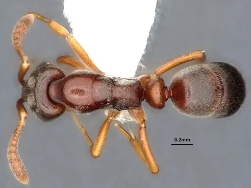 Hypoponera opaciceps specimen CASENT0844438 image casent0844438_1