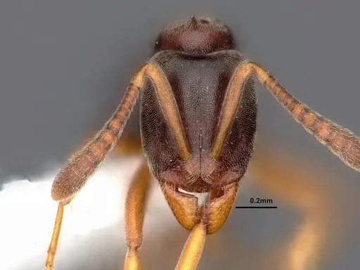 Hypoponera opaciceps specimen CASENT0844438 image casent0844438_2