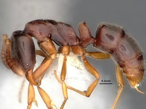 Hypoponera opaciceps specimen CASENT0844438 image casent0844438_3