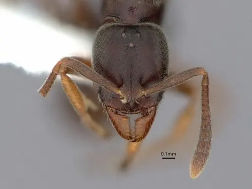 Hypoponera opaciceps specimen CASENT0882110 image casent0882110_2