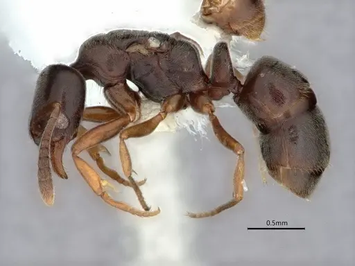 Hypoponera opaciceps specimen CASENT0882110 image casent0882110_3
