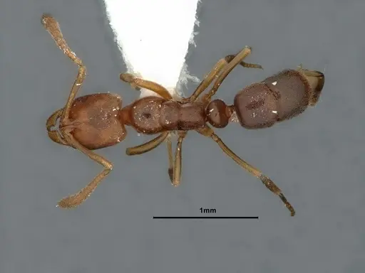 Hypoponera opaciceps specimen CASENT0882112 image casent0882112_1