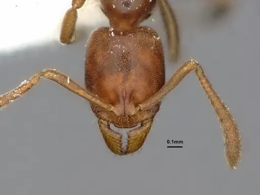 Hypoponera opaciceps specimen CASENT0882112 image casent0882112_2